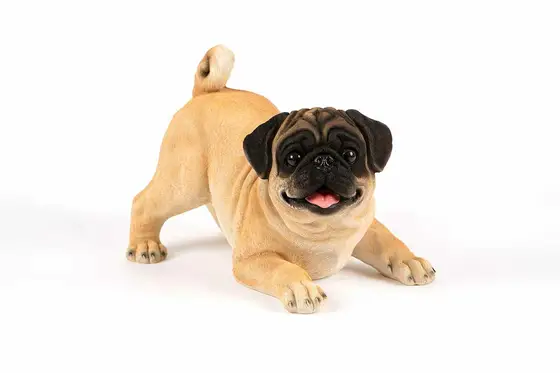 Playful Pug