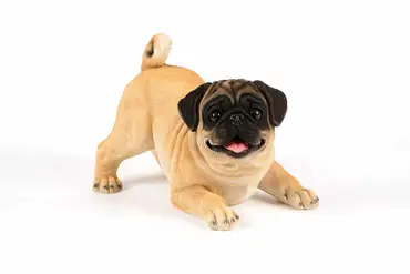 Playful Pug