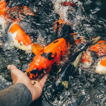 Pond Food & Treatments