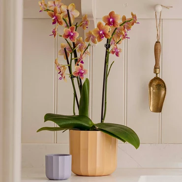 Positano Lilac Geo H13cm D13cm - image 2