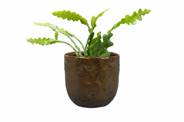 Pot Brian Desert D14 H13 - image 7