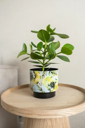 Pot Camelia Aquarel D22 H20 - image 2