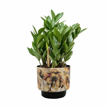 Pot Camelia Charm D22 H20 - image 4