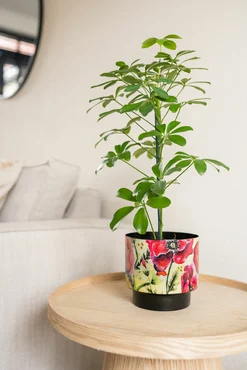 Pot Camelia Poppy D20 H19 - image 2