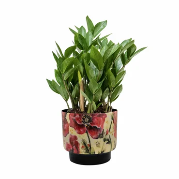 Pot Camelia Poppy D20 H19 - image 3