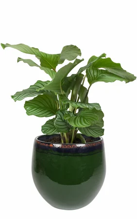 Pot Charlotte Green D15 H13 - image 2
