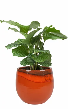 Pot Charlotte Orange D19 H16 - image 2