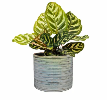 Pot Didi Pearl Blue D19 H16 - image 3