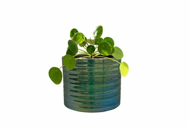 Pot Didi Pearl Green D11 H11 - image 3