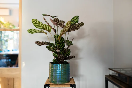 Pot Didi Pearl Green D19 H16 - image 2