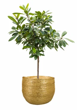 Pot Dorieke Gold D18 H15 - image 3