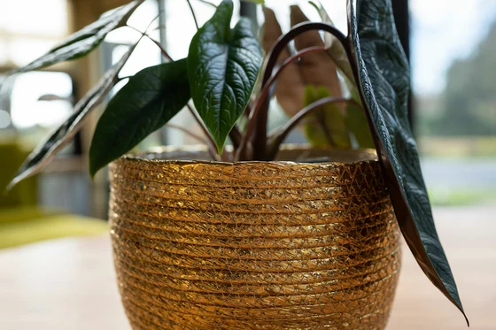 Pot Dorieke Gold D33 H25 - image 3