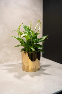 Pot Jille Gold D11 H11 - image 2