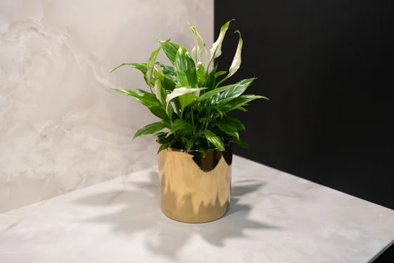 Pot Jille Gold D14 H13 - image 2