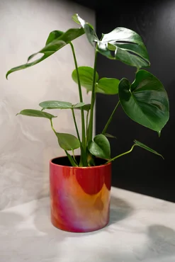 Pot Jille Red D14 H13 - image 2