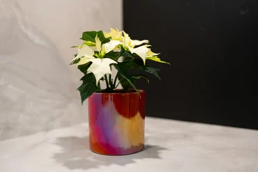 Pot Jille Red D19 H17 - image 2