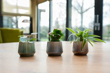 Pot Marije Green D8 H7 - image 2