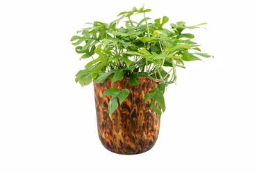 Pot Mayk Colour Vibes D20 H22 - image 3