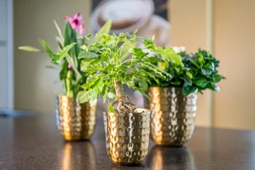 Pot Mayren Gold D20 H22 - image 2