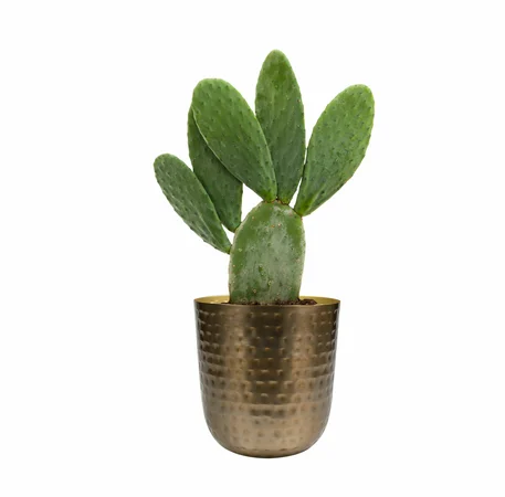 Pot Mayren Gold D20 H22 - image 3