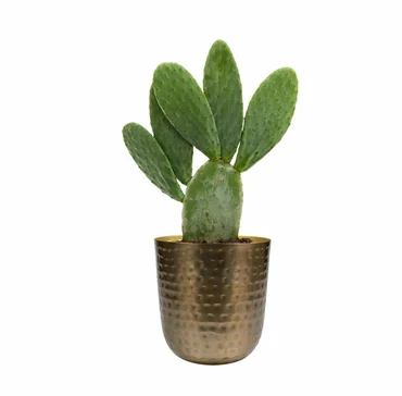 Pot Mayren Gold D20 H22 - image 3