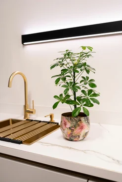 Pot Monstera Mystery D17 H14 - image 2