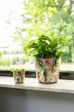 Pot Monstera Mystery D18 H16 - image 2