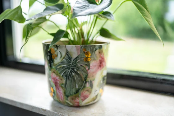 Pot Monstera Mystery D18 H16 - image 3