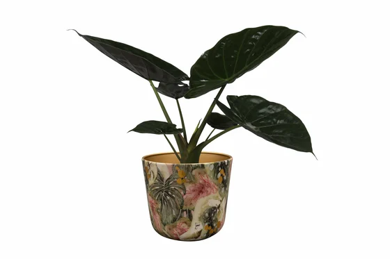 Pot Monstera Mystery D18 H16 - image 4