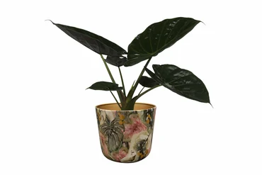 Pot Monstera Mystery D18 H16 - image 4