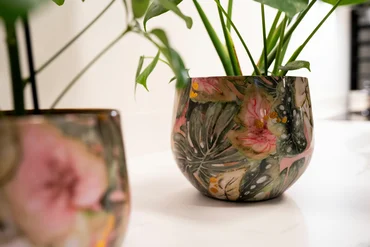 Pot Monstera Mystery D21 H17 - image 2