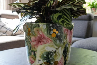 Pot Monstera Mystery D23 H20 - image 2