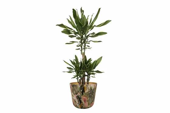 Pot Monstera Mystery D23 H20 - image 4