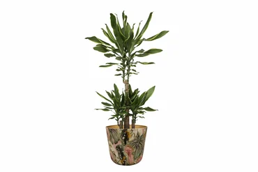 Pot Monstera Mystery D23 H20 - image 4