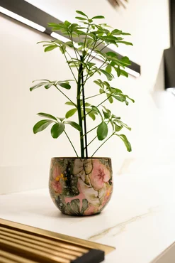 Pot Monstera Mystery D24 H21 - image 2