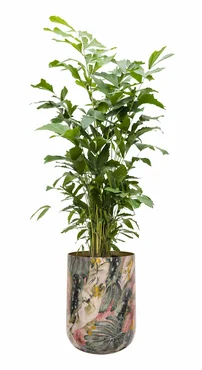 Pot Monstera Mystery D58 H78