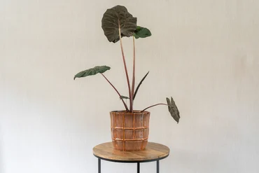 Pot Noemi Coral D15 H13 - image 3