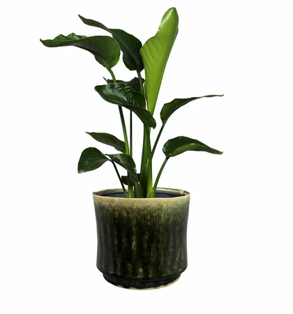 Pot Nolan Pine D17 H15 - image 3