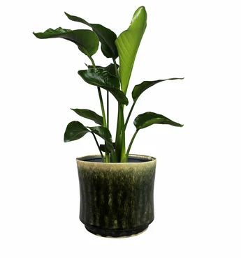 Pot Nolan Pine D17 H15 - image 3