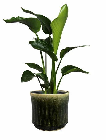 Pot Nolan Pine D19 H17 - image 3