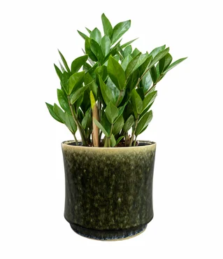 Pot Nolan Pine D23 H21 - image 3