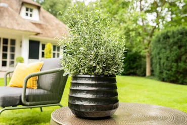 Pot Petra Black D33 H27 - image 2