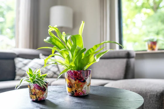 Pot Sweet Magnolia D14 H12 - image 2