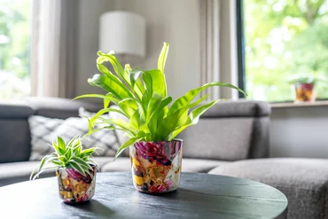 Pot Sweet Magnolia D14 H12 - image 2