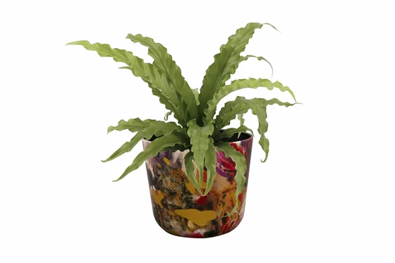 Pot Sweet Magnolia D14 H12 - image 3