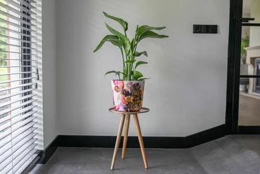 Pot Sweet Magnolia D23 H20 - image 2