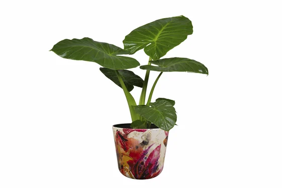 Pot Sweet Magnolia D23 H20 - image 4