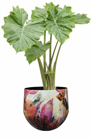 Pot Sweet Magnolia D33 H28 - image 2