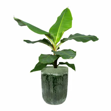 Pot Tall Moon Jungle D18 H25 - image 6