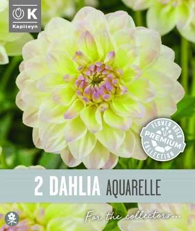 Prem Dahlia Decorative Aquarellex